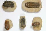 Lot: Assorted Devonian Trilobites - Pieces #119923-2